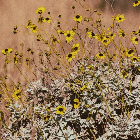 Yellow flowers in a desert. 