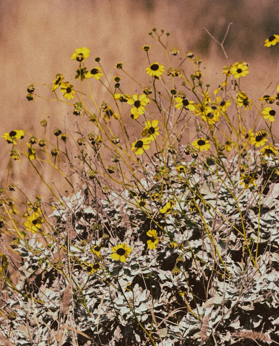 Yellow flowers in a desert. 