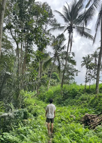 Man walking in green forest next to palm trees during daytime