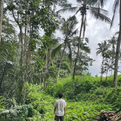 Man walking in green forest next to palm trees during daytime