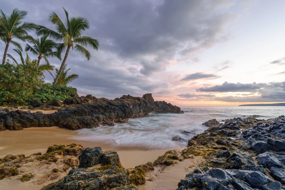 A rocky beach with palm trees.