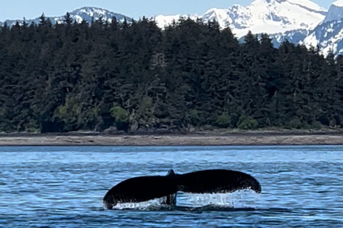 A whale's tail in the sea