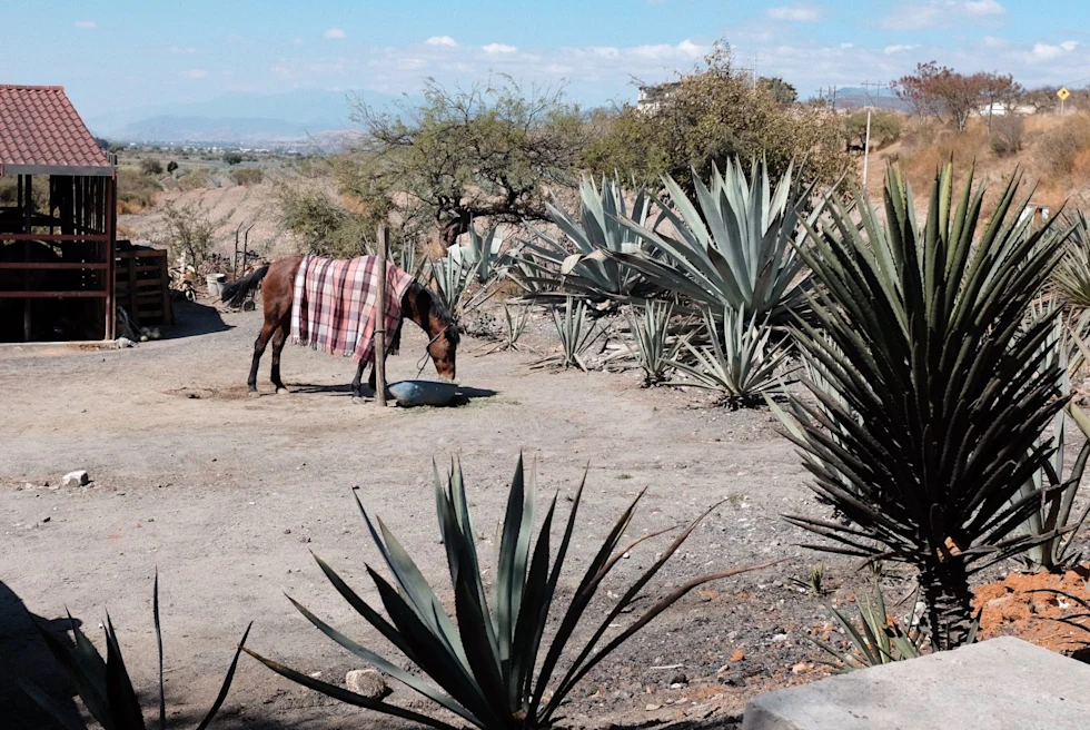 horse with a blanket outside a barn in the desert