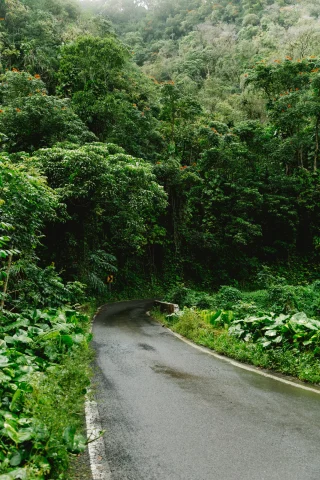 A paved road in the middle of a lush rainforest. 