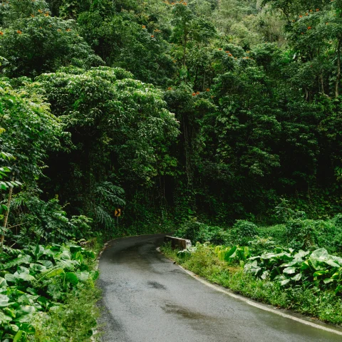 A paved road in the middle of a lush rainforest. 