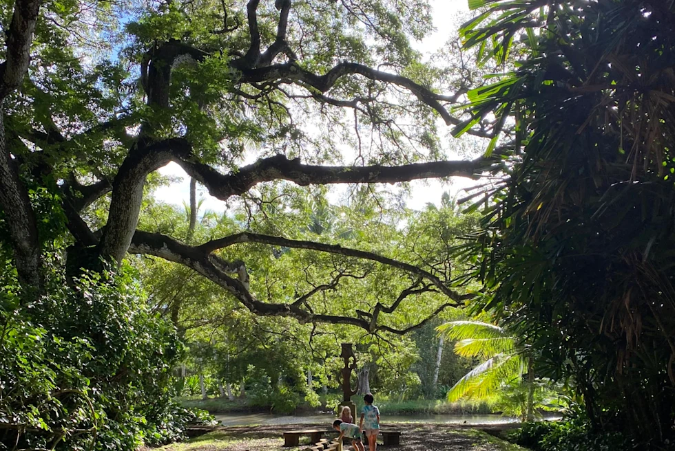 Kids in a garden under trees.