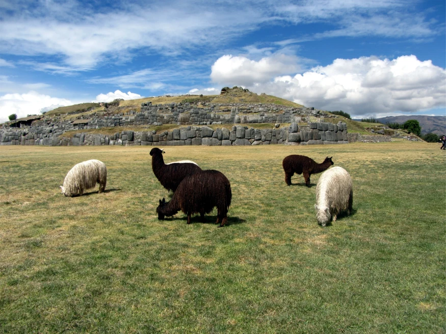 White and black llamas at the Sacsayhuaman Complex outside of Cuzco, Peru.