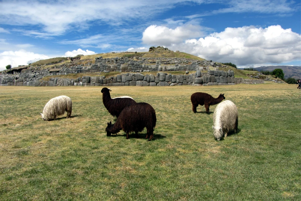 White and black llamas at the Sacsayhuaman Complex outside of Cuzco, Peru.