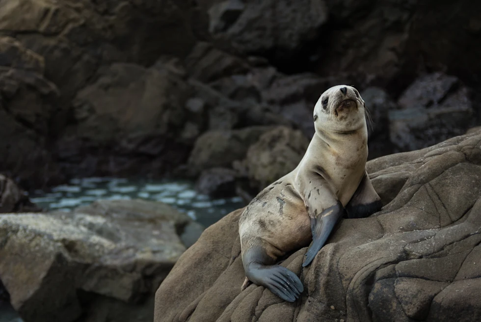 A seal on a rock in Big Sur.