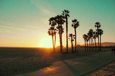 A view of Santa Monica beach at sunset, with silhouetted palm trees, and Santa Monica pier and ferris wheel in the background. 