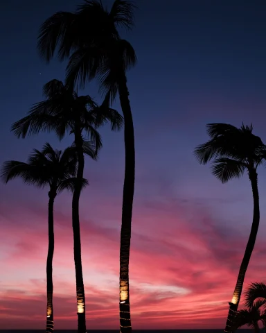 pink purple sunset and silhouettes of palm trees