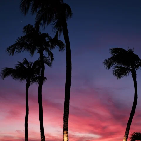 pink purple sunset and silhouettes of palm trees