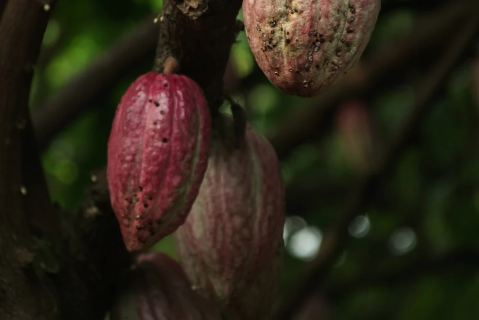 red cacao beans hanging on a branch