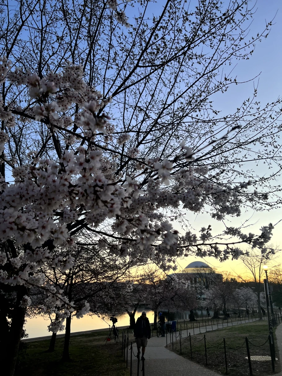 A picture of a sunrise at the tidal basin with cherry blossoms in the foreground.