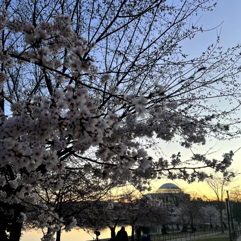 A picture of a sunrise at the tidal basin with cherry blossoms in the foreground.