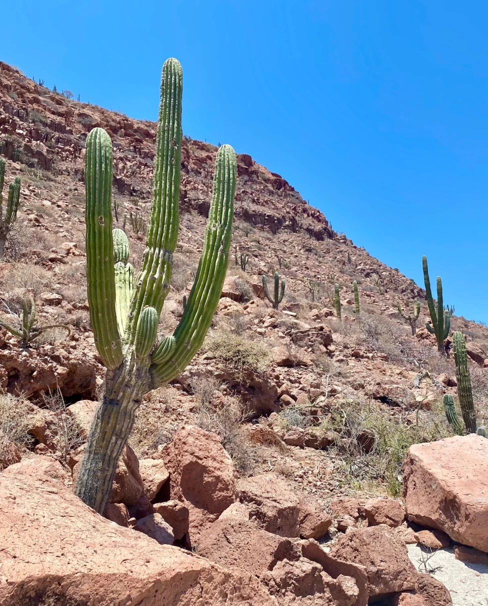 Cacti landscape on dry hills during daytime.