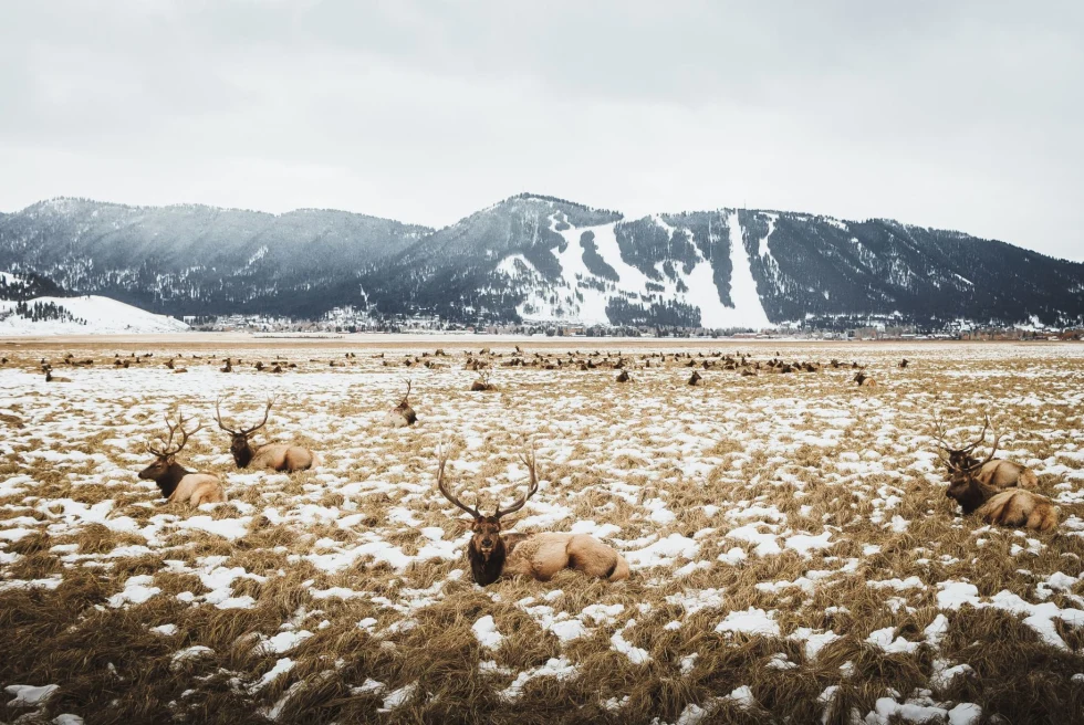 field in winter with brown grass dotted by lounging elks