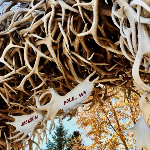 archway made of white elk antlers