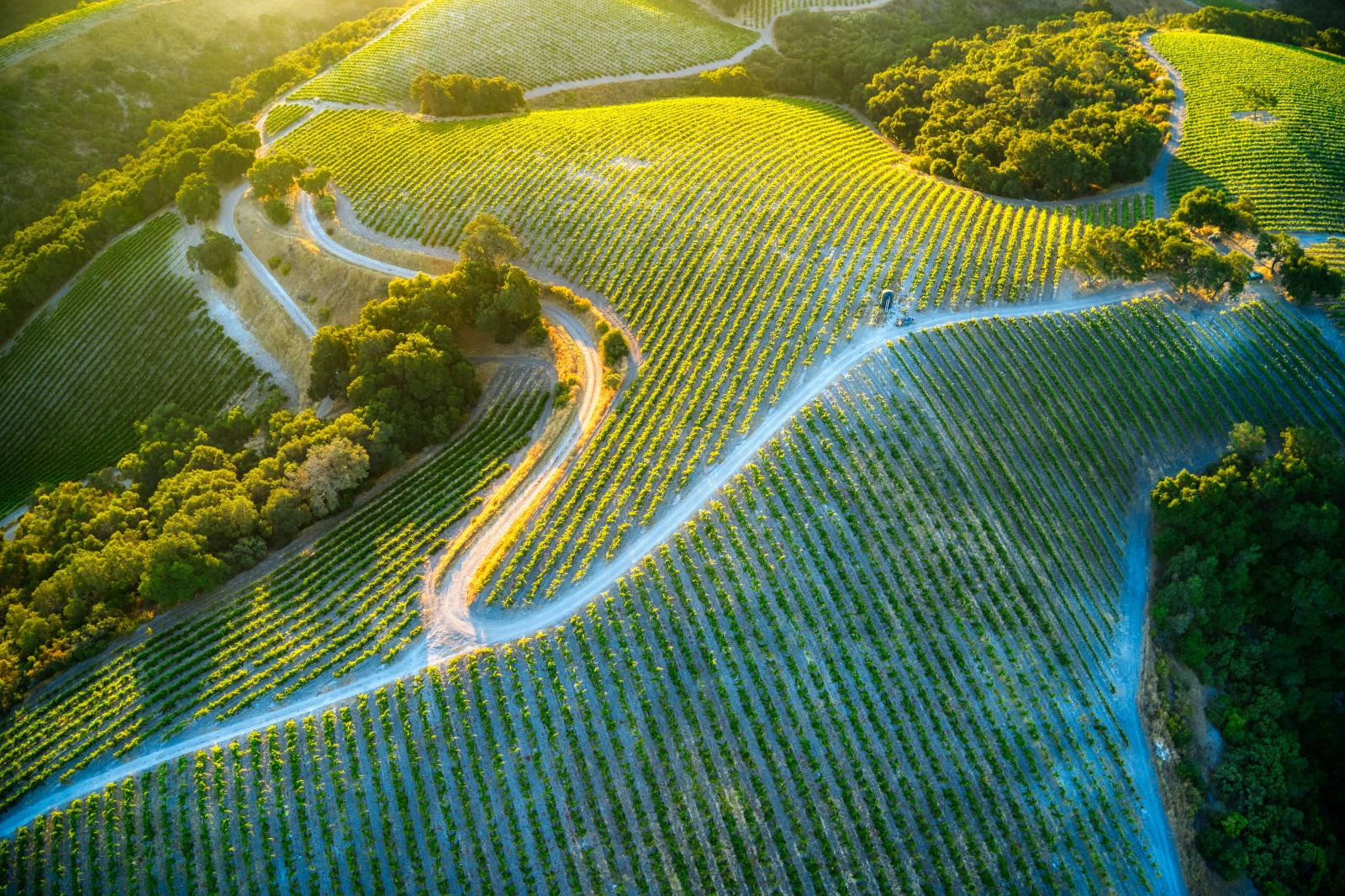 Aerial view of vineyards at Paso Robles, California. 
