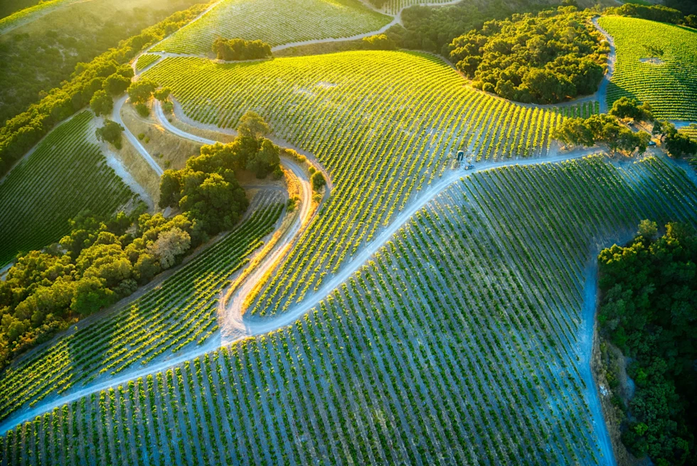 Aerial view of vineyards at Paso Robles, California.