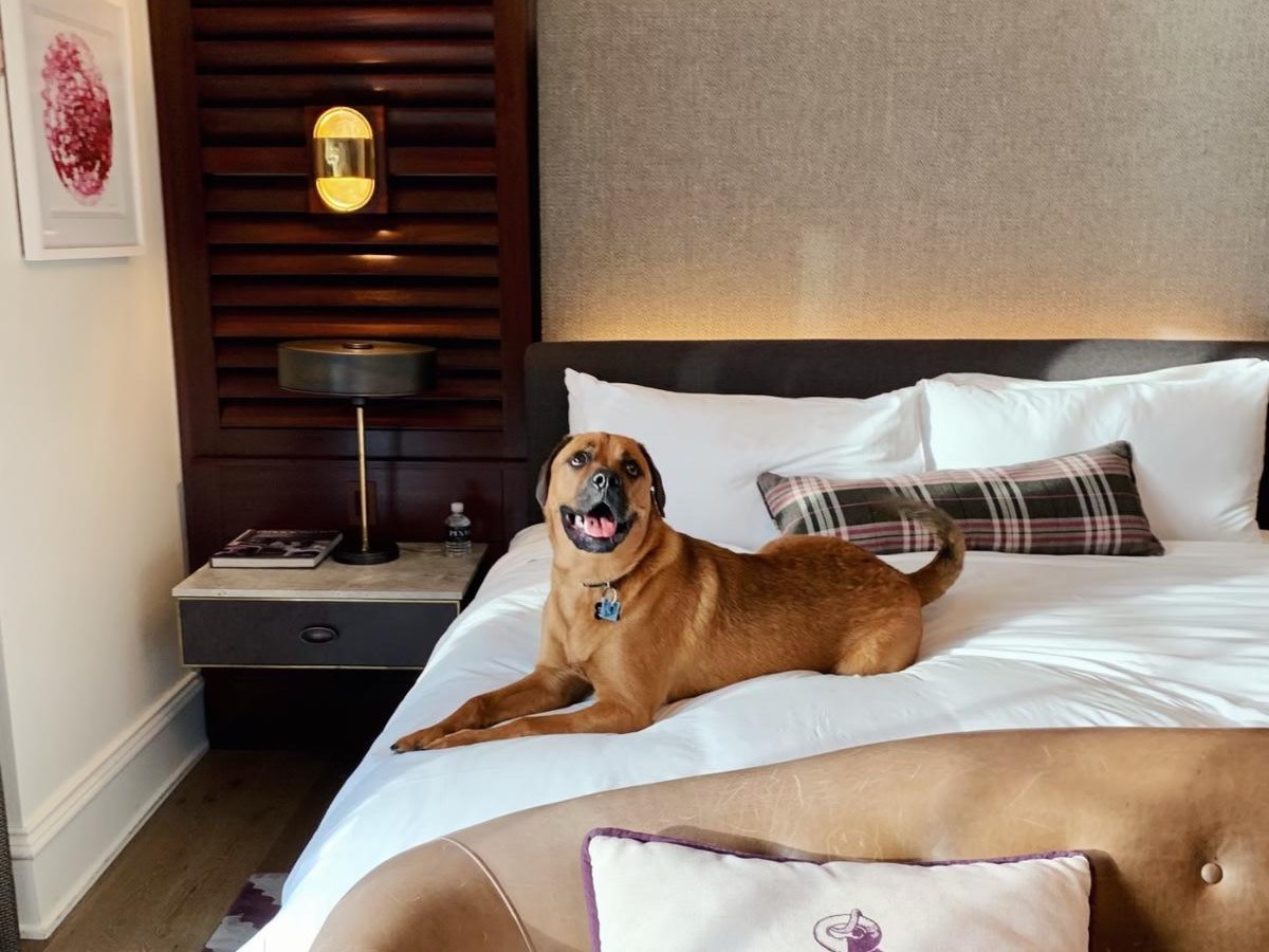 9-best-pet-friendly-hotels-sagamore-pendry