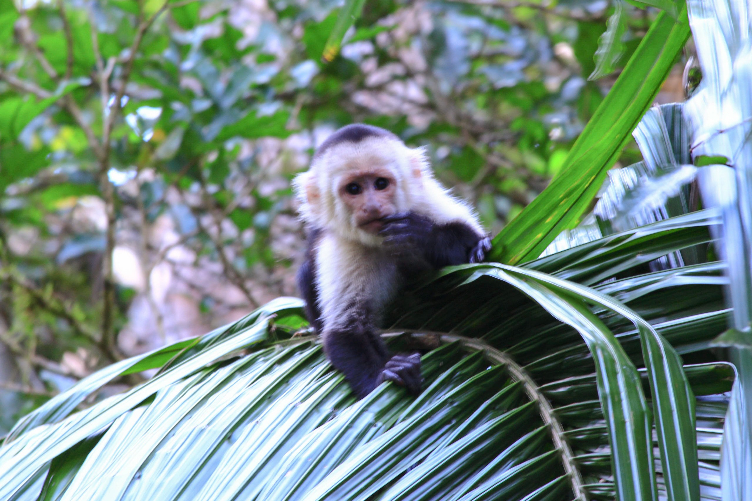 wildlife-monkey-forest-costa-rica-travel-guide