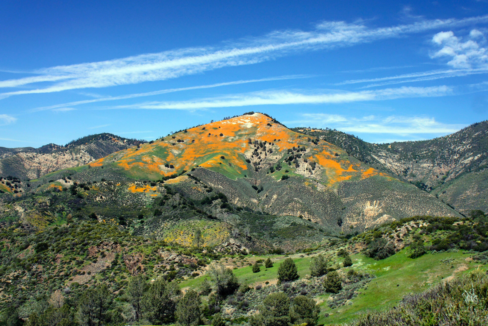 hillside with yellow leaves during daytime