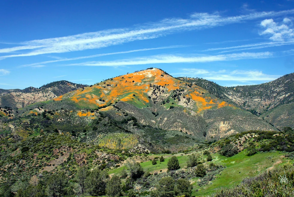 hillside with yellow leaves during daytime