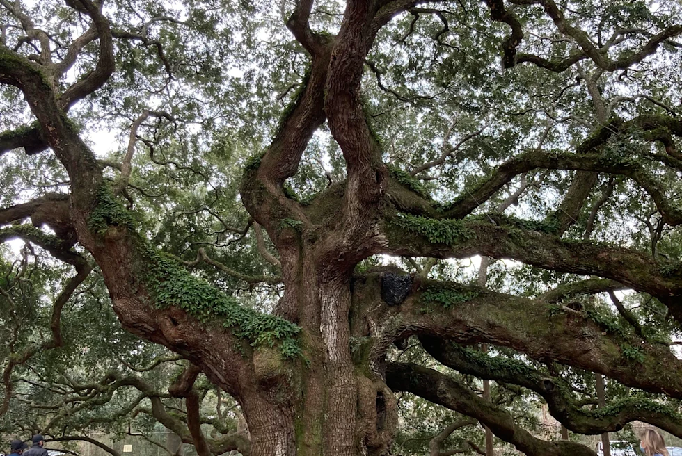 people around the tree
