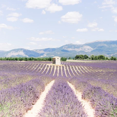 Provence with Kids curated by Claudia Riegelhaupt