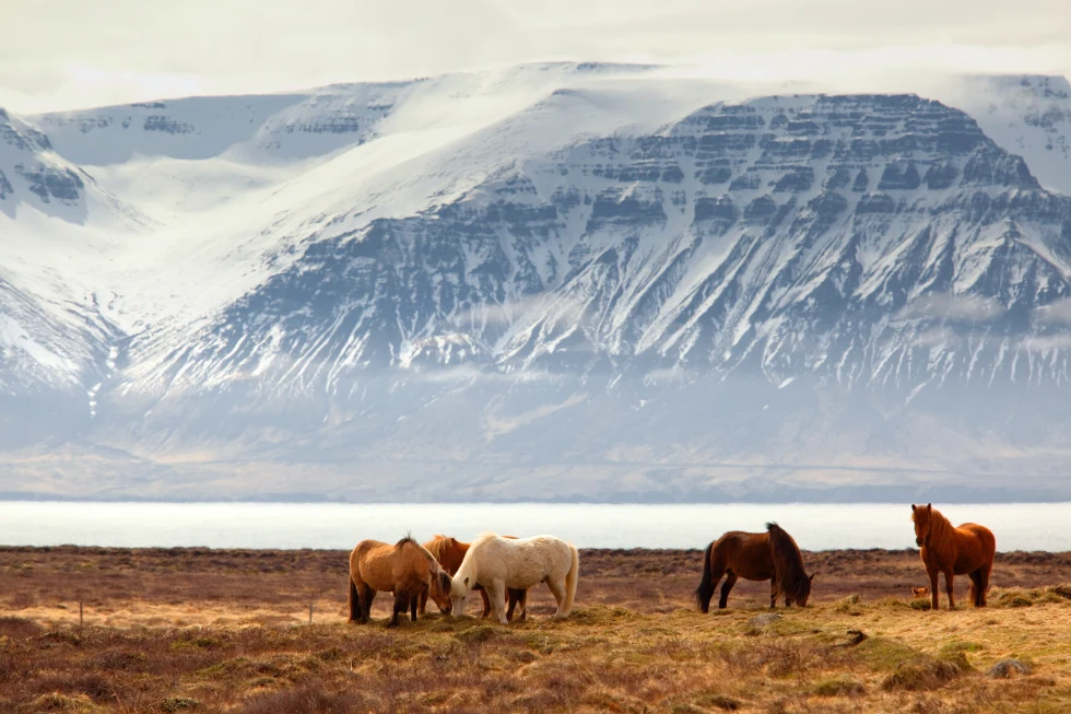 Horses standing on grass with snowy mountains in the background during daytime