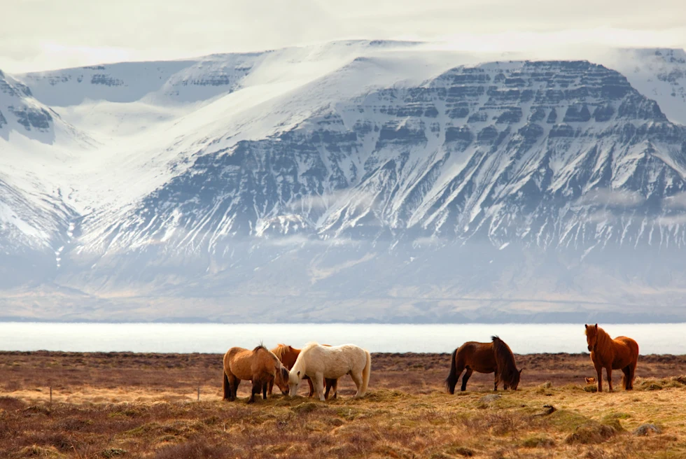 Horses standing on grass with snowy mountains in the background during daytime