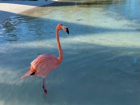 A pink flamingo on beach during daytime. 