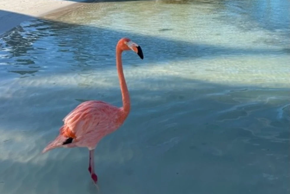 A pink flamingo on beach during daytime.