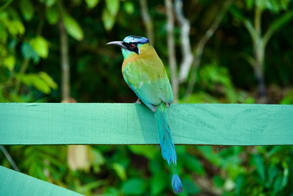 blue and green bird in a tropical forest