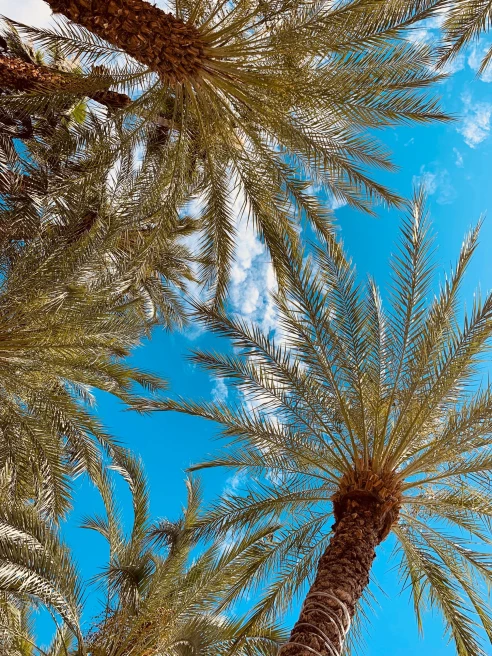looking up at palm trees and blue sky