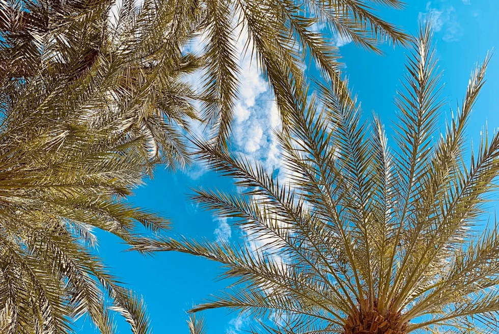 looking up at palm trees and blue sky