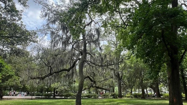 Weeping willow trees in a park.