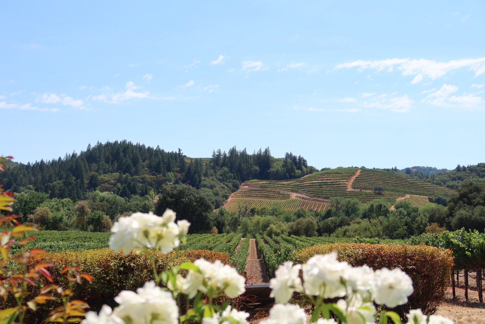 Yountville wine tasting travel guide. 