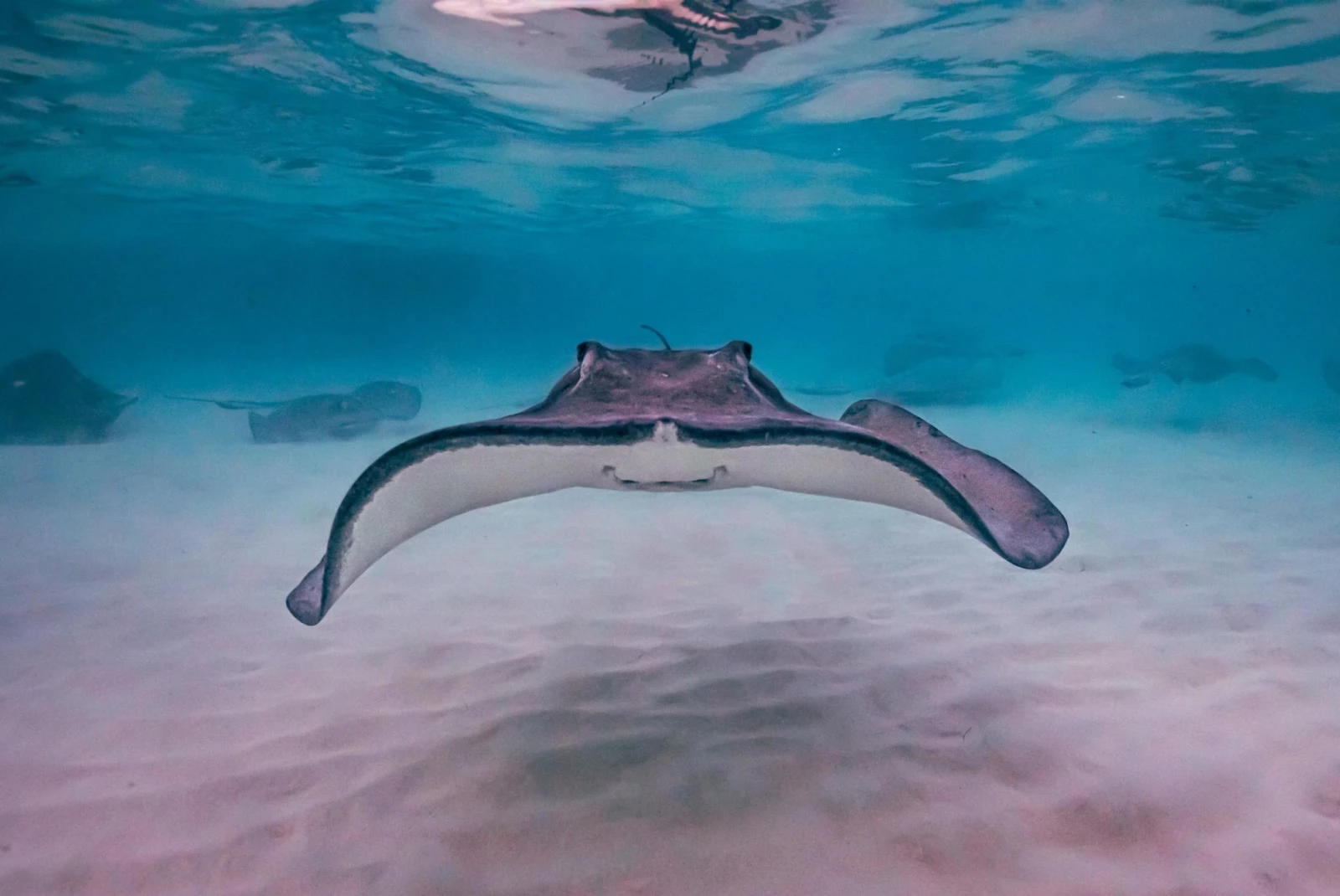 a stingray swims under the shallow ocean water with a smile