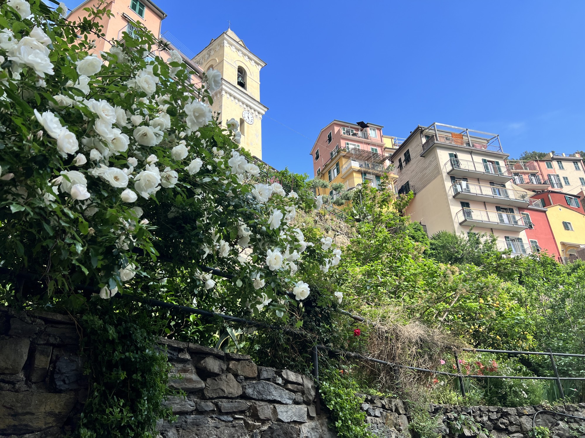 White flowers and buildings in town of Manarola