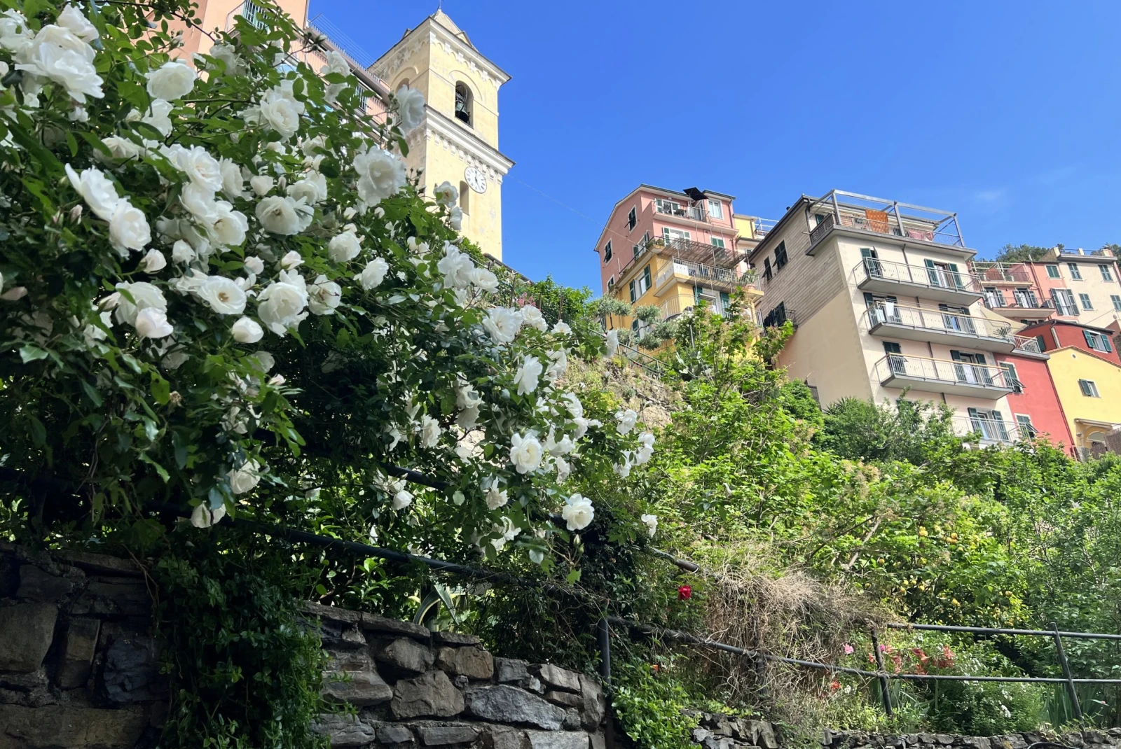 White flowers and buildings in town of Manarola