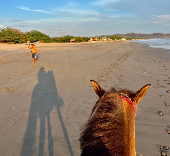 view from horseback on a beach