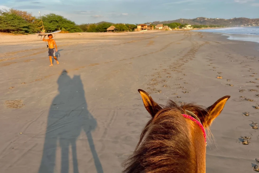 view from horseback on a beach
