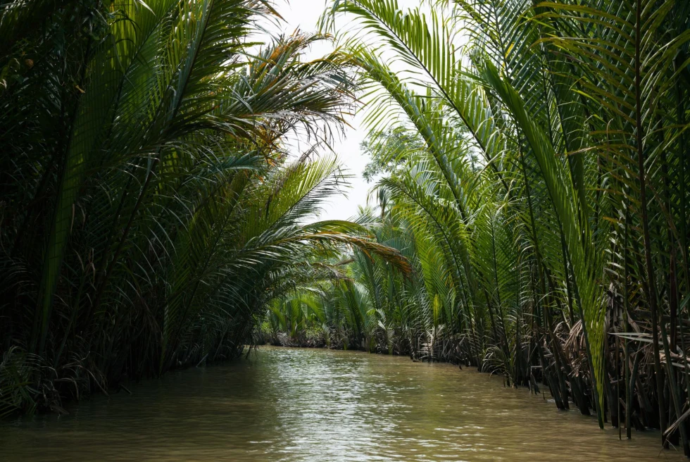 a narrow river with tropical trees reaching over the greenish water