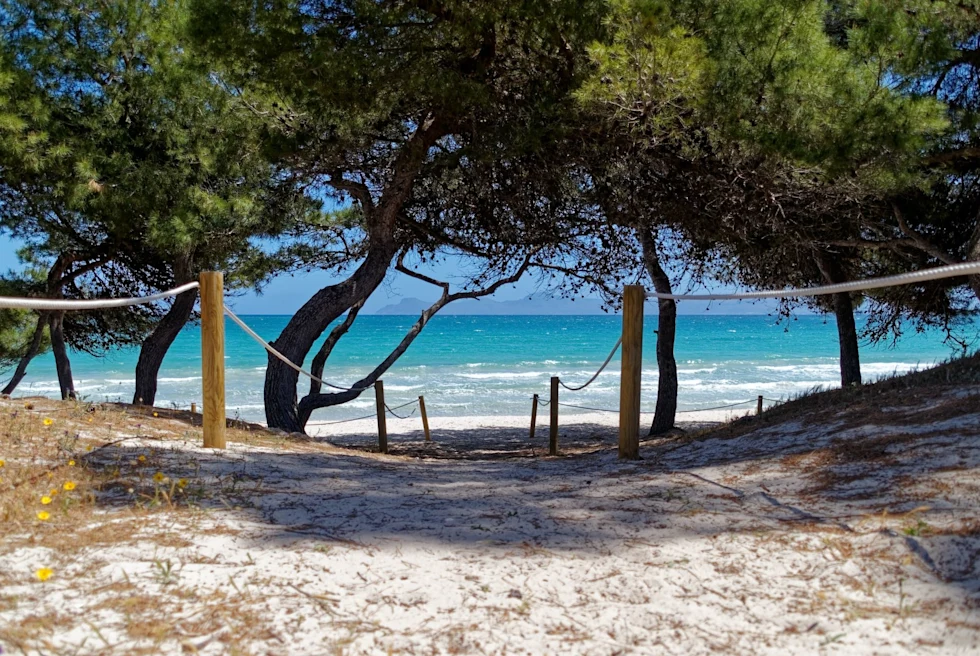Brown wooden beach dock during daytime.