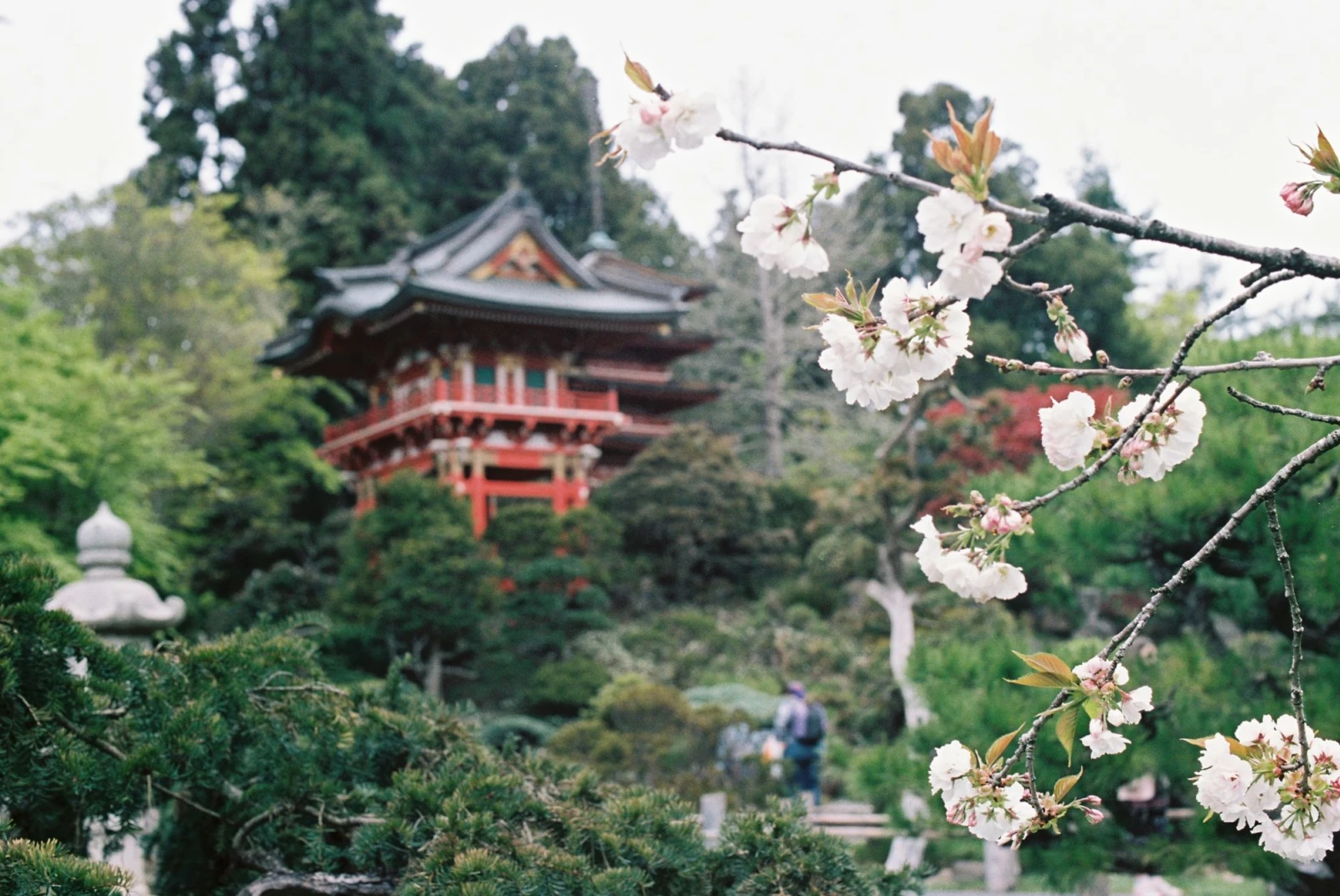Japanese garden with cherry blossoms in the foreground