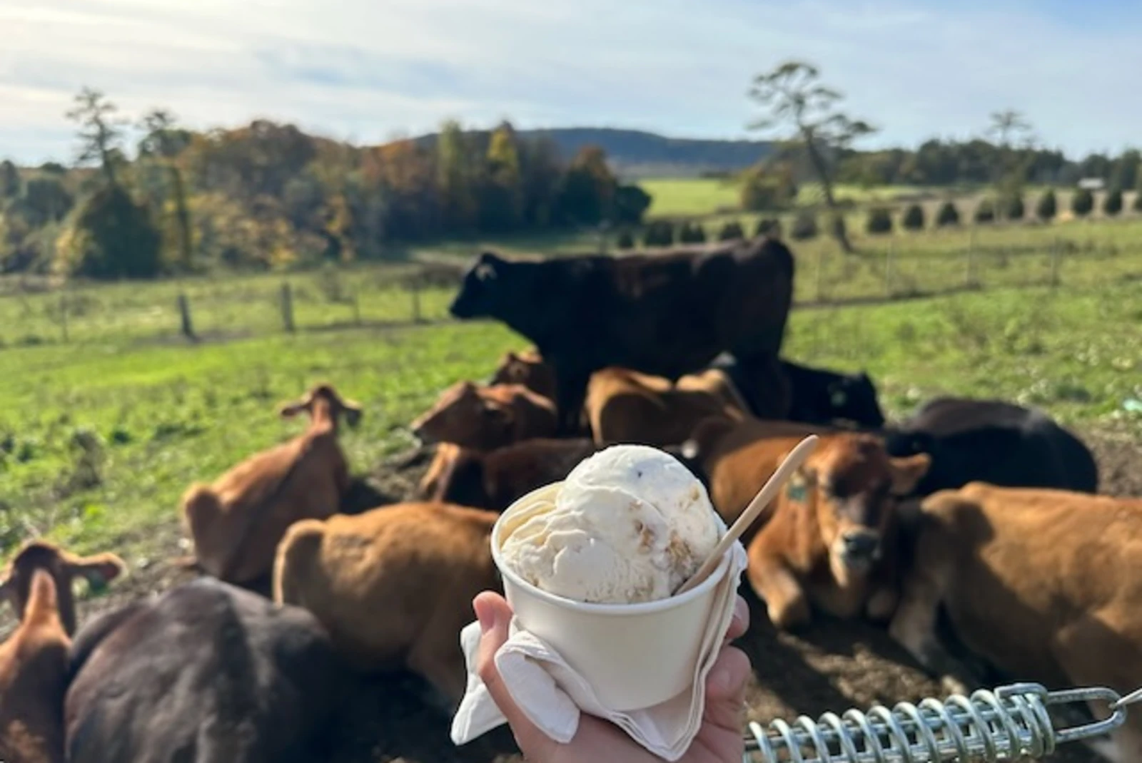 A bowl of ice cream with cattle in the background. 