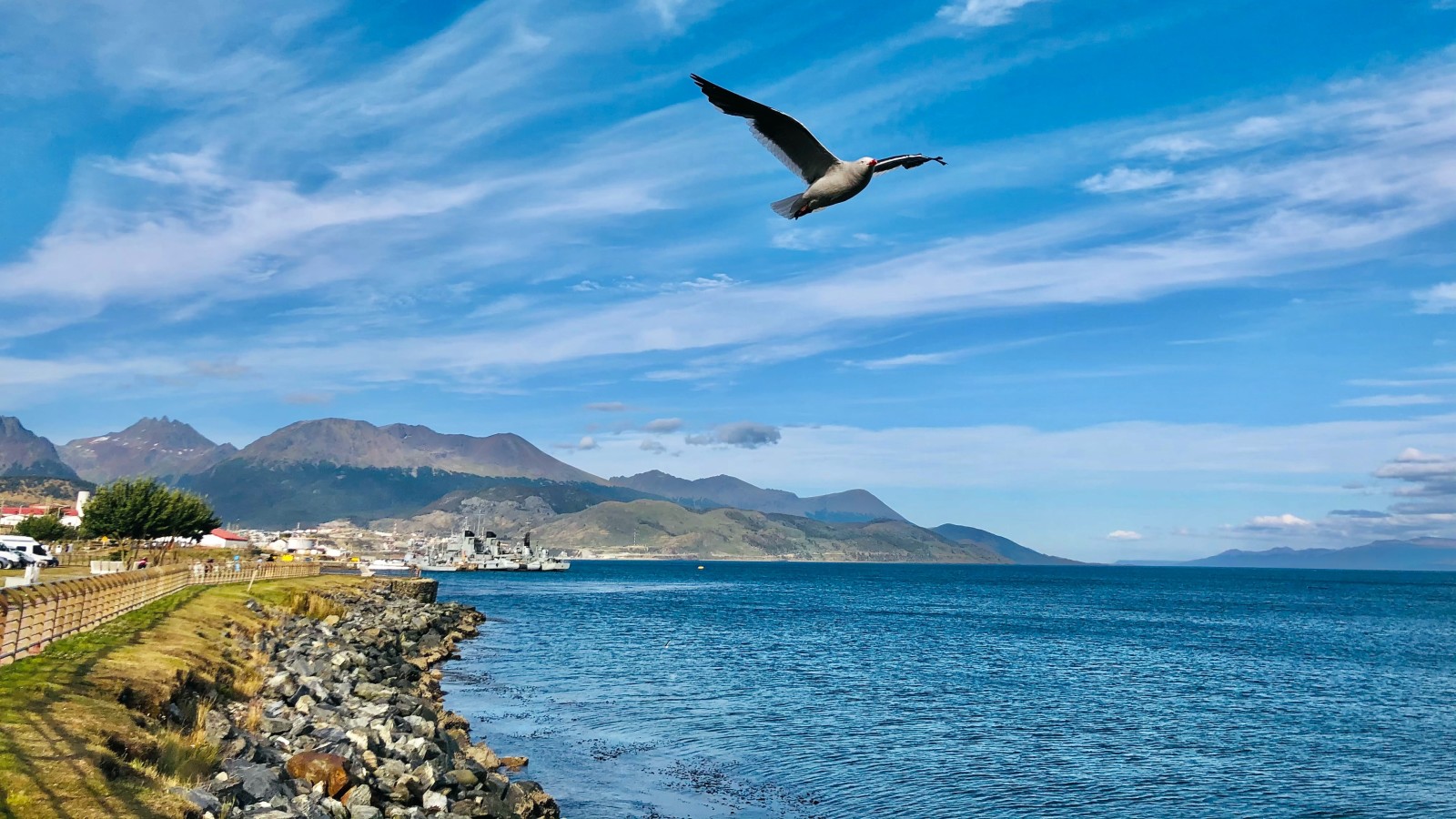 A white and black bird flying above a blue lake with white rocks and green grass bordering, tall mountains in the background in Ushuaia, Argentina.