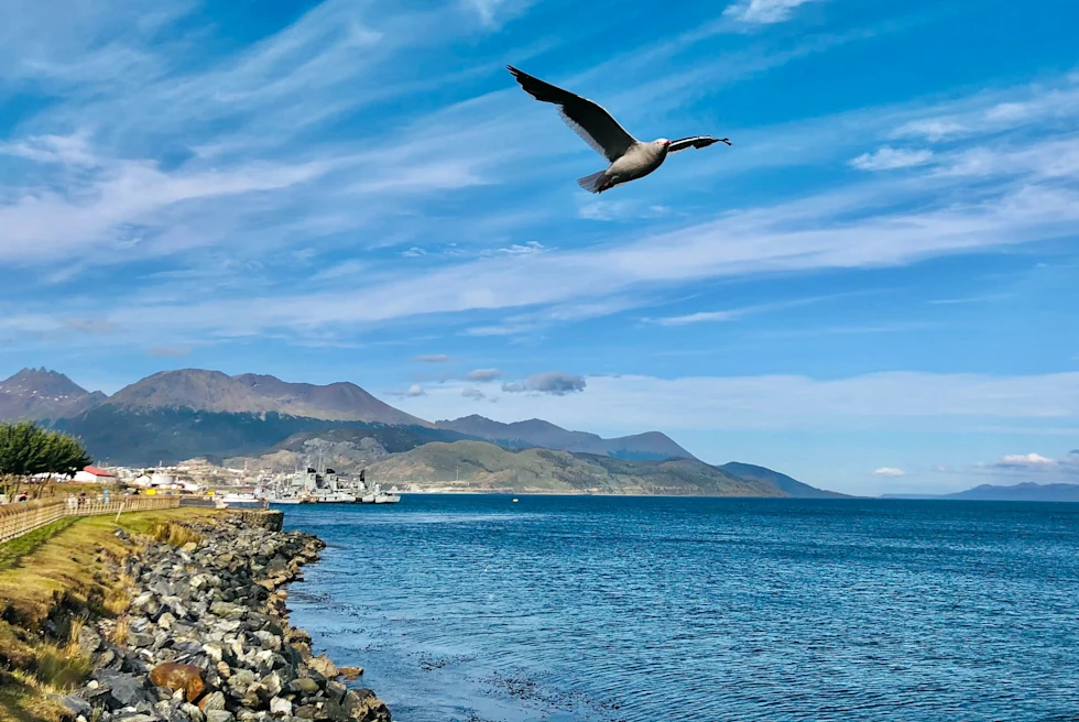 A white and black bird flying above a blue lake with white rocks and green grass bordering, tall mountains in the background in Ushuaia, Argentina.